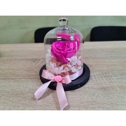 Trandafir criogenat - Fucsia 1.0