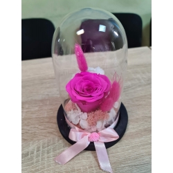 Trandafir criogenat - Fucsia 2.0