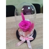Trandafir criogenat - Fucsia 2.0